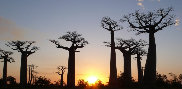 Madagascar - Un viaggio fra baobab, lemuri e natura lussureggiante 4